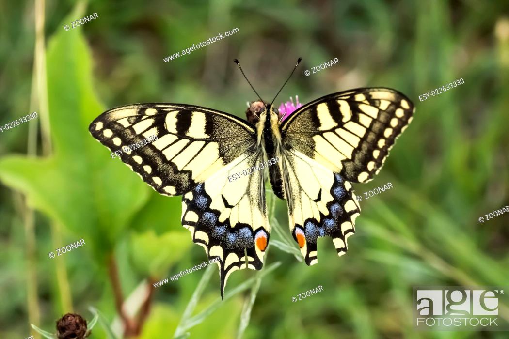 Stock Photo: Papilio machaon, Swallowtail butterfly, Germany.