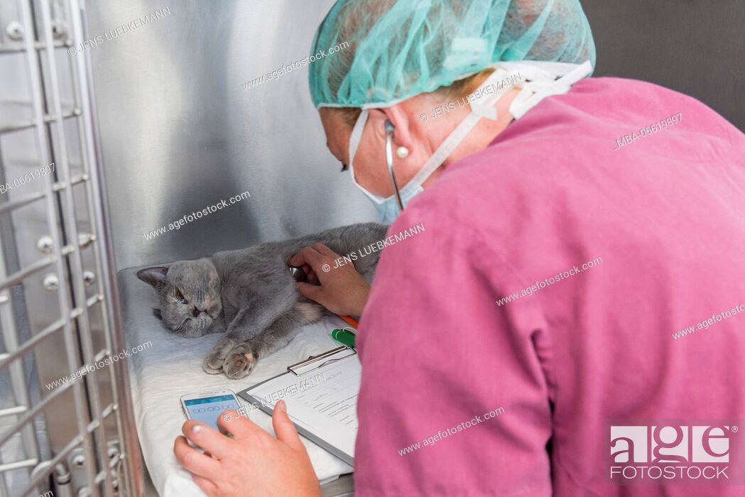 Stock Photo: Cat with the veterinarian in the recovery area after an operation, assistant checks the cardiac shades.