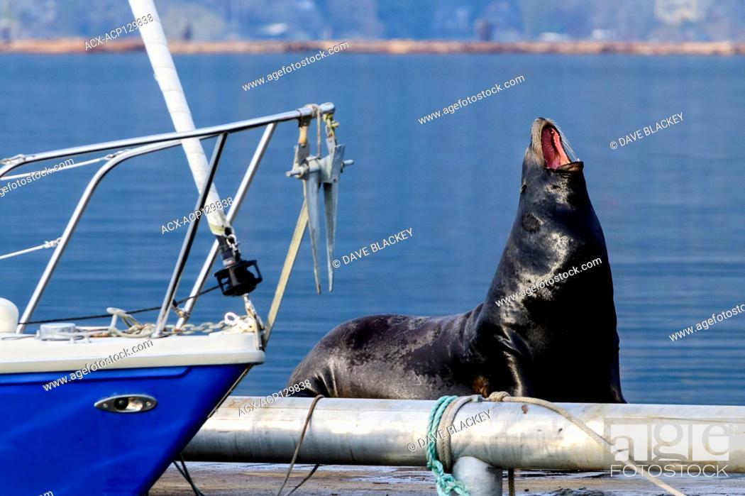 Stock Photo: California sea lions, (Zalophus californianus) on a wharf in Cowichan Bay, British Columbia.