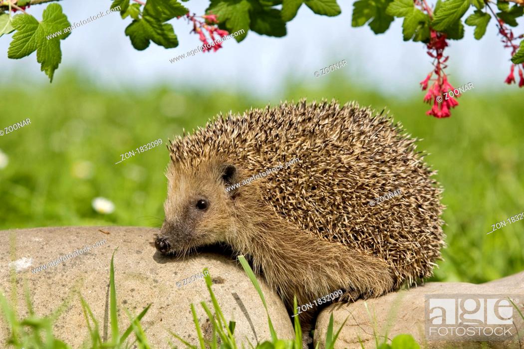 Stock Photo: hedgehog.