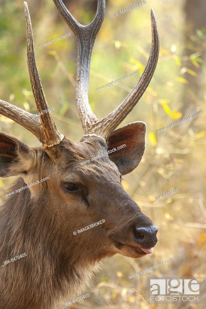 Sambar deer (Rusa unicolor) adult male buck animal head portrait,  Bandhavgarh, Madhya Pradesh, India, Stock Photo, Picture And Royalty Free  Image. Pic. IBK-8470405 | agefotostock