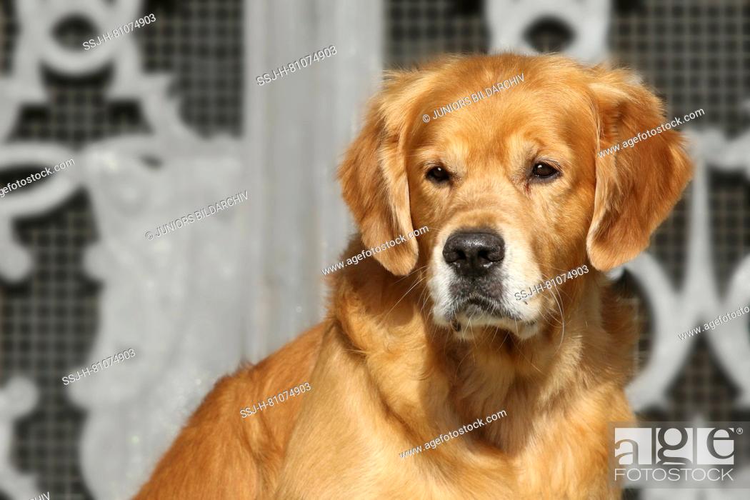 Stock Photo: Golden Retriever. Portrait of male adult (8 years old). Germany.