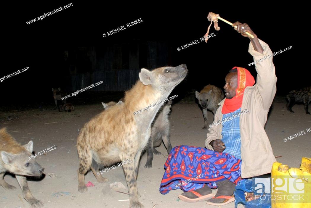 Ethiopia, Harar, man, hyenas, feeds, at night, Africa, East-Africa, people,  native, people, colored, Stock Photo, Picture And Rights Managed Image.  Pic. MBA-03915825 | agefotostock