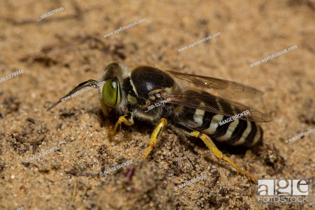 Stock Photo: Sand (Bembix rostrata) wasp.