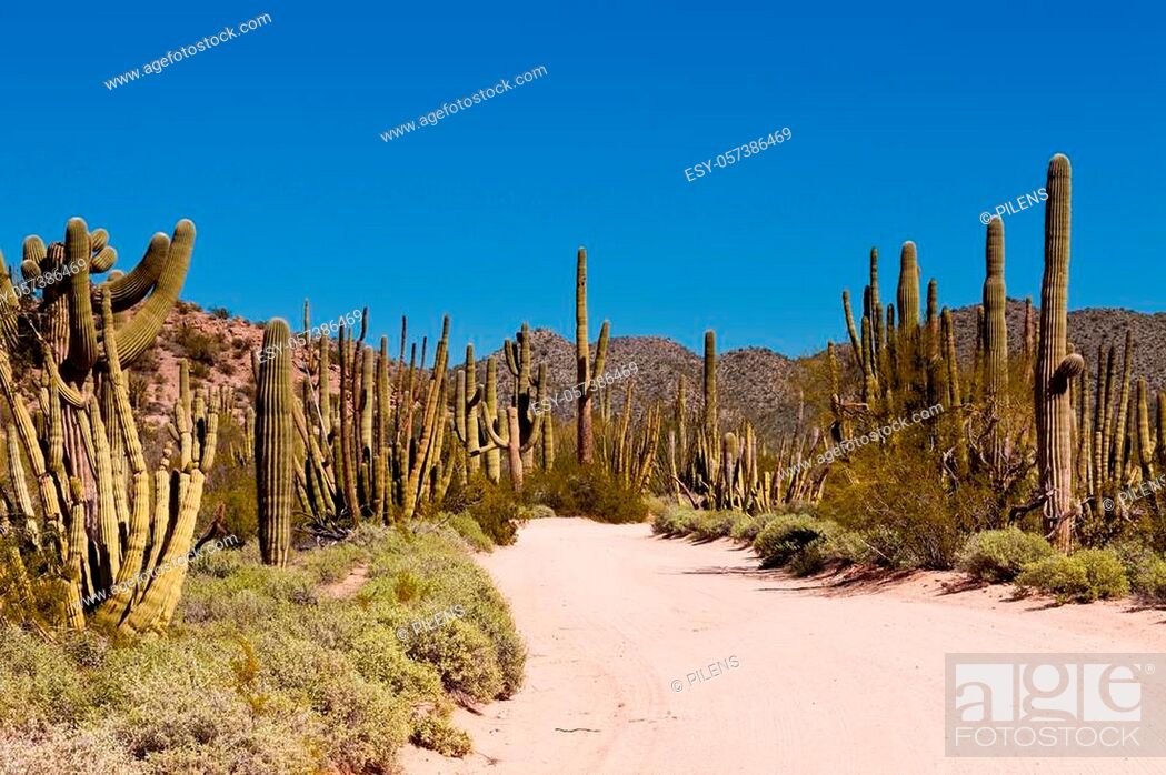 Stock Photo: Dusty road in Senita Basin of Organ Pipe National Monument, Arizona, USA, with typical Sonoran Desert Columnar Cacti Saguaro and Organ Pipe Cactus.