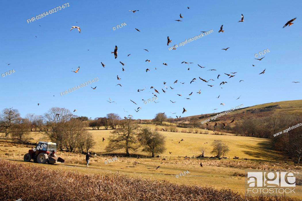 Stock Photo: Red Kite Milvus milvus flock, in flight, gathering over feeding station, Gigrin Farm, Powys, Wales, april.