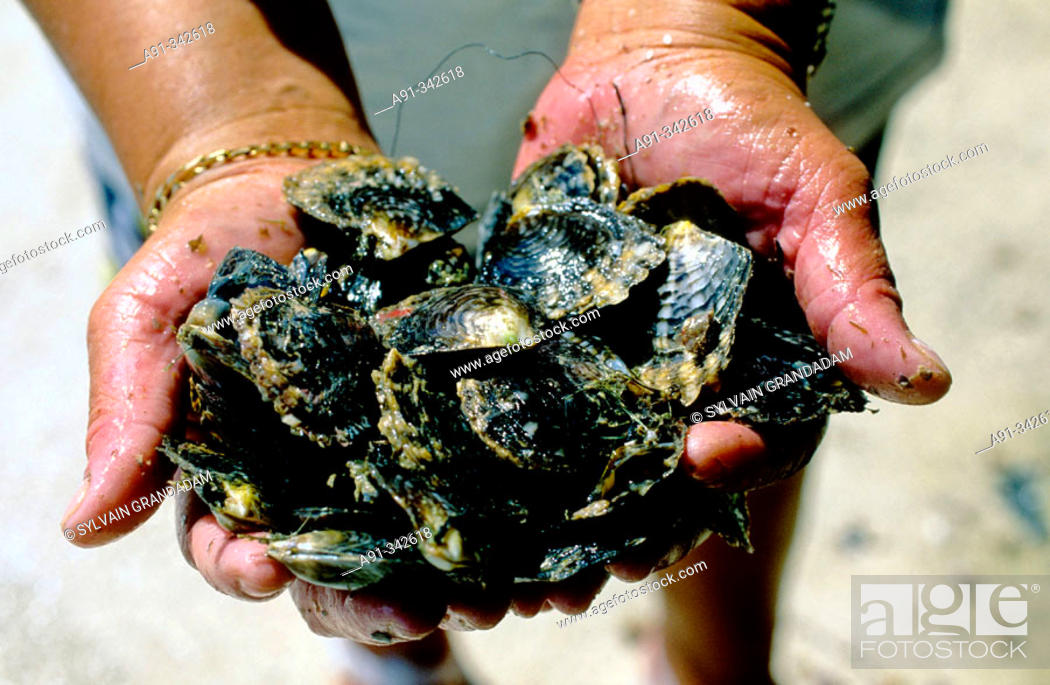 Stock Photo: Naissins of oysters ready to be reinstalled in the lagoon. Gauguin's black pearls farm in Rangiroa Atoll . Tuamotus archipelago. French Polynesia.