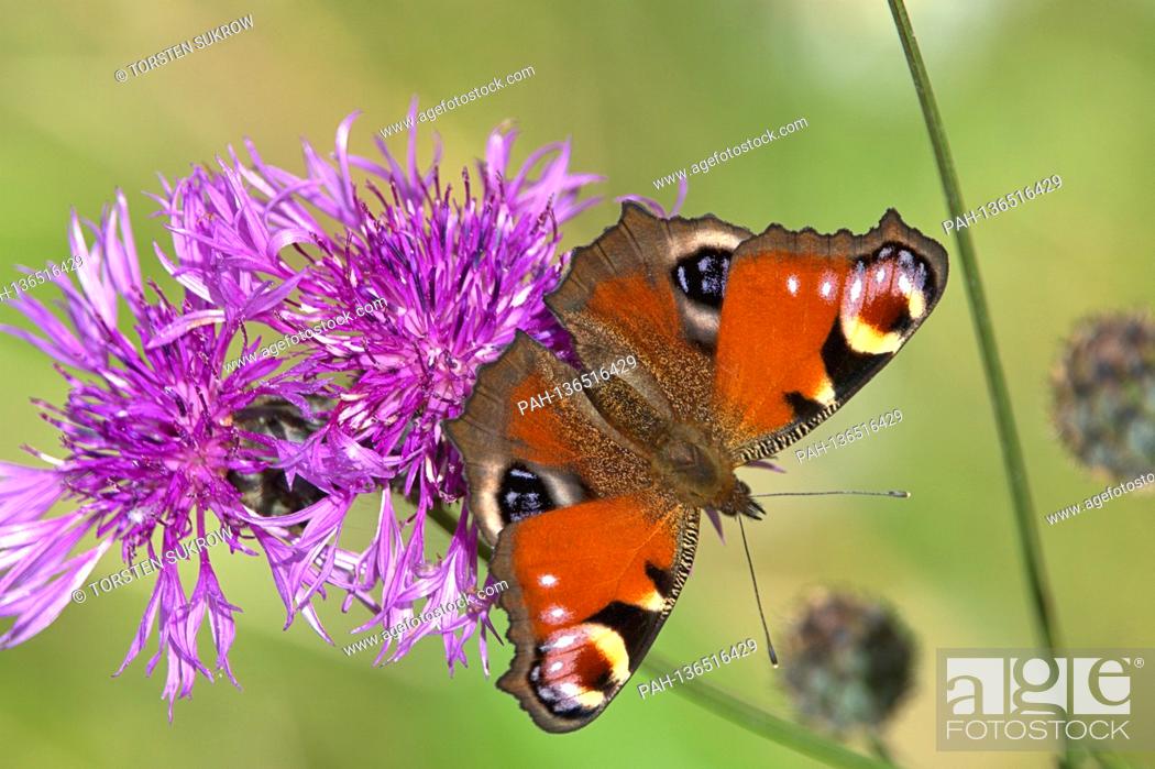 Stock Photo: 10/17/2020, Schleswig, a peacock butterfly (Aglais io) on a meadow knapweed (Centaurea jacea) on a sunny autumn day. The beautiful butterfly can no longer find.