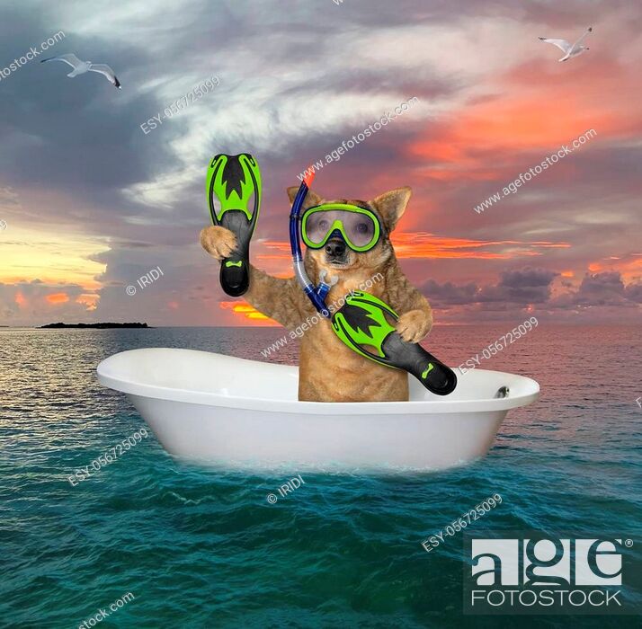 Stock Photo: The beige dog diver with a mask, a snorkel and flippers is drifting in a bathtub in the open sea.