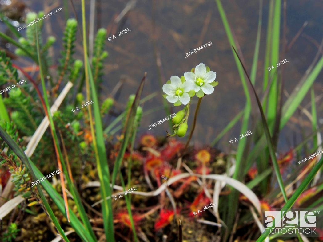Stock Photo: round-leaved sundew, roundleaf sundew (Drosera rotundifolia), blooming on the waterside of a mire pond, Germany, Lower Saxony.