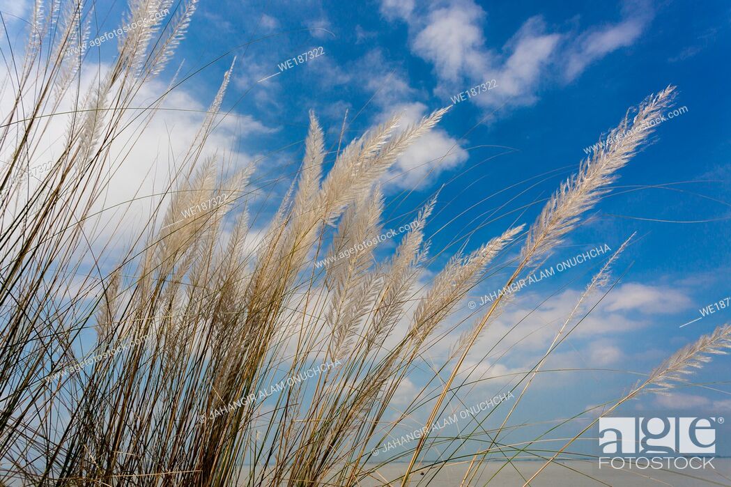 Catkin flowers, Kans grass (Saccharum spontaneum) or Kashful (in bengali)  with beautiful Blue Sky at..., Stock Photo, Picture And Royalty Free Image.  Pic. WE187322 | agefotostock