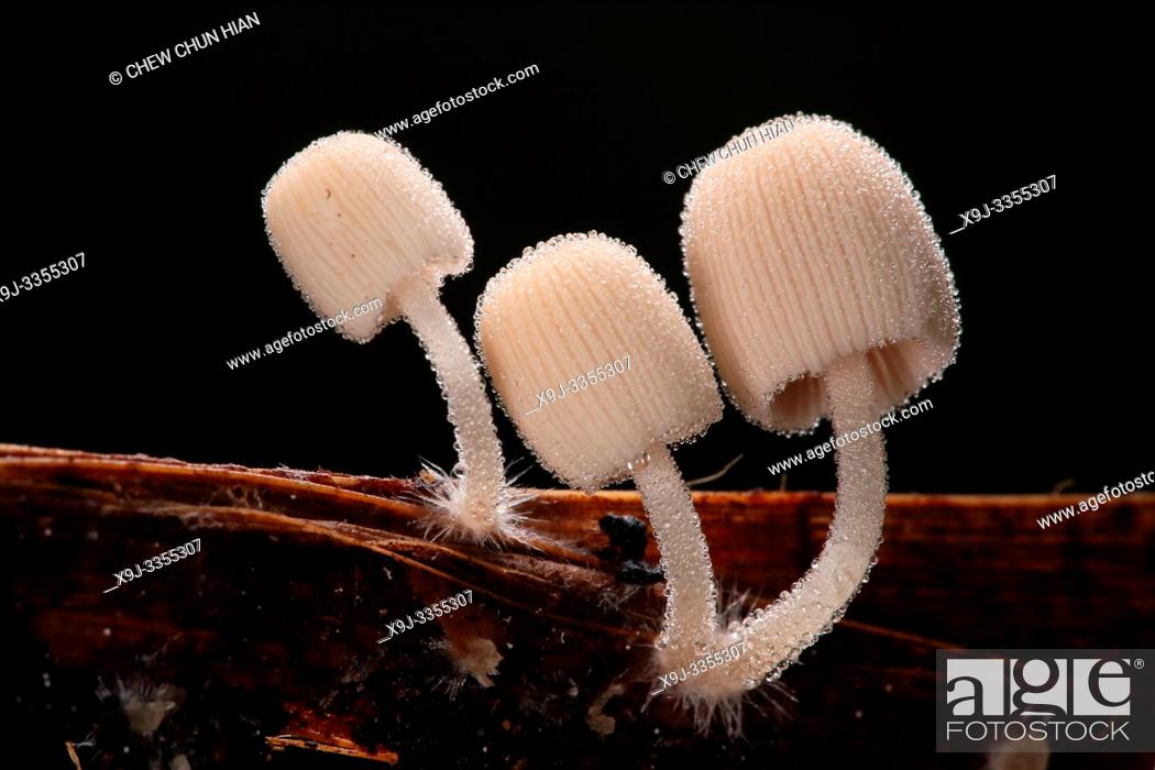 Stock Photo: Mushroom, Fungi, on tree trunk, borneo.