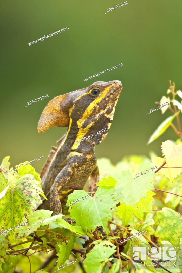 Stock Photo: Adult male brown basilisk lizard resting on muscadine grape vine, Florida, USA.