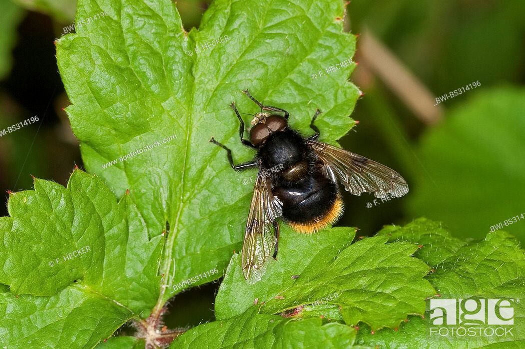 Stock Photo: Bumblebee mimic hoverfly (Volucella bombylans), male at a nettle leaf, Germany.