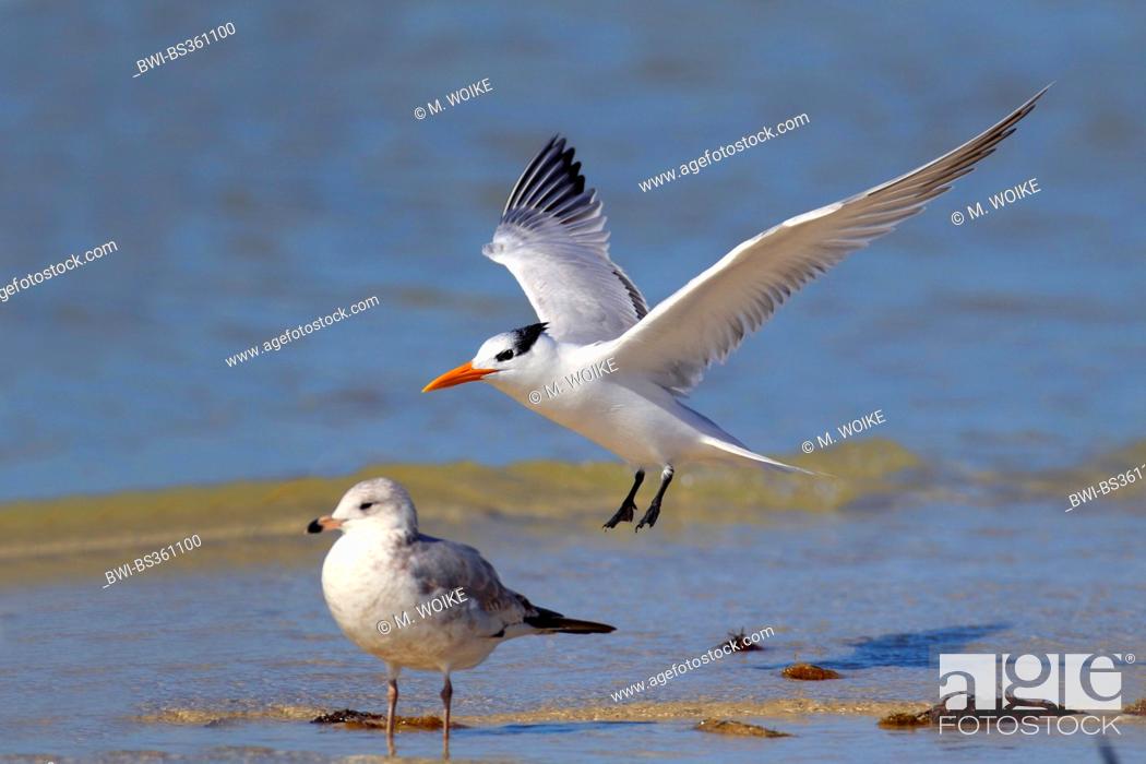 Stock Photo: royal tern (Thalasseus maximus, Sternea maxima), bird lands at the beach, USA, Florida.