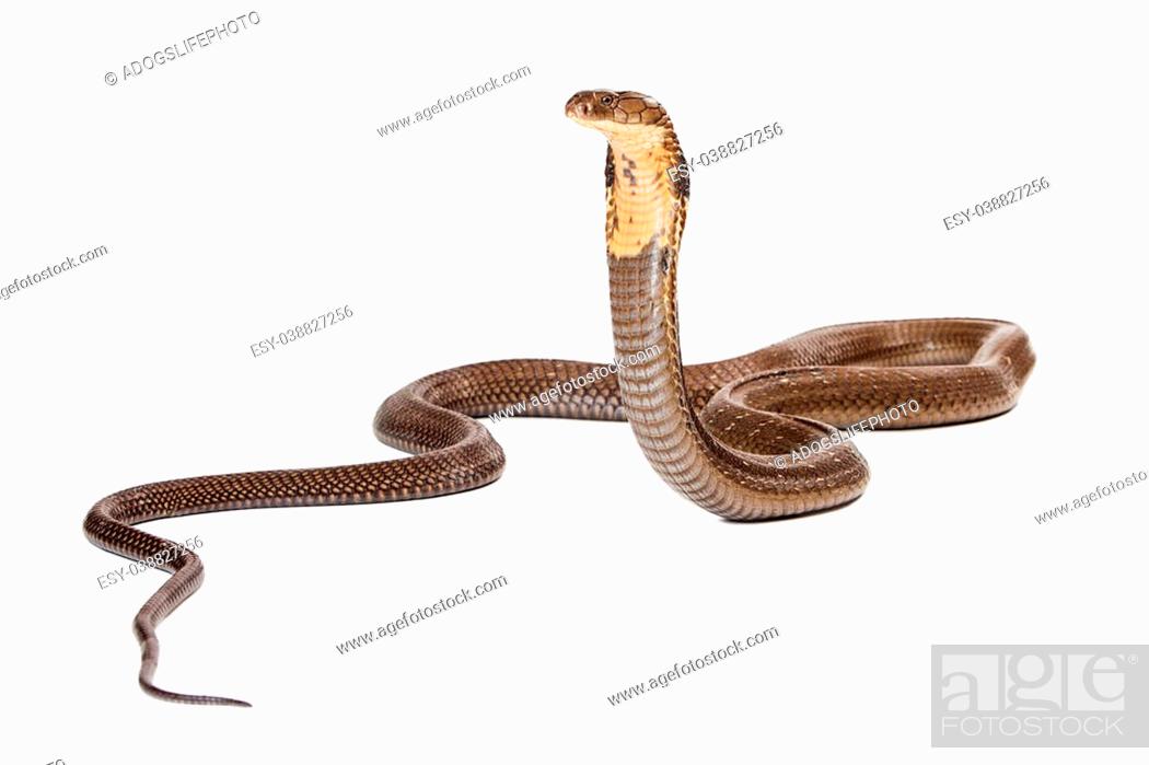 King cobra - The world's longest venomous snake. Commonly found in the  forests of India and..., Stock Photo, Picture And Low Budget Royalty Free  Image. Pic. ESY-038827256 | agefotostock