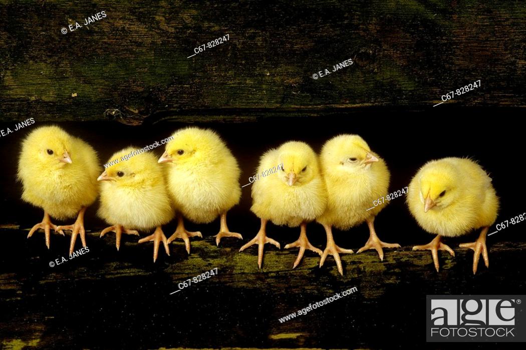 Stock Photo: Dayold Chicks in a row.