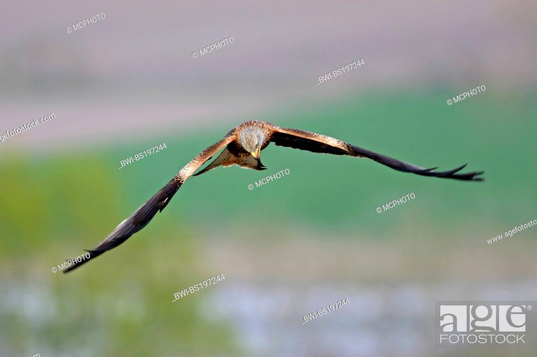 Stock Photo: red kite (Milvus milvus), flying, Germany, Hesse.
