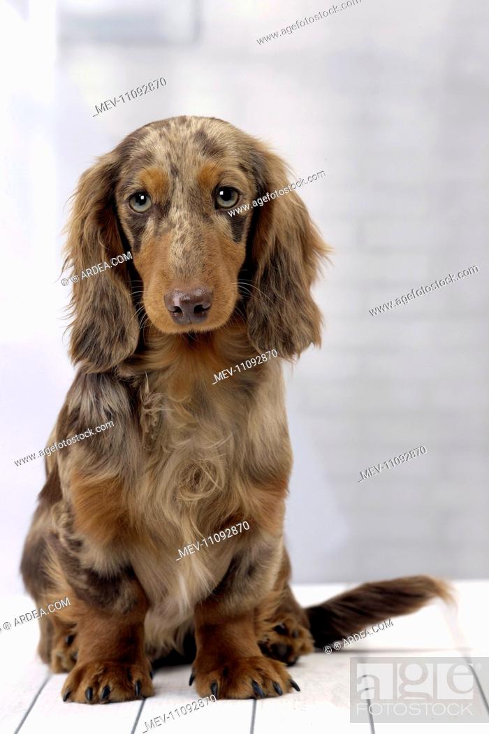 Dog Long Haired Dachshund puppy, Stock Photo, Picture And Rights Managed  Image. Pic. MEV-11092870 | agefotostock