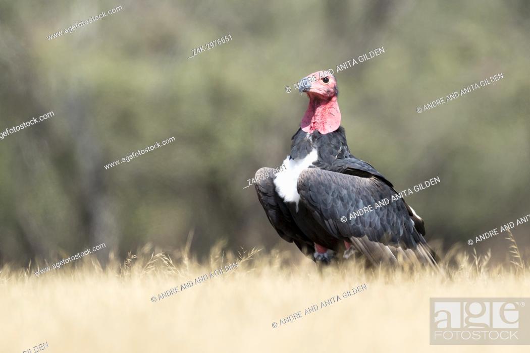 Red-headed vulture (Asian king vulture) (Indian black vulture) (Pondicherry  vulture) (Sarcogyps..., Stock Photo, Picture And Rights Managed Image. Pic.  Z4K-2976651 | agefotostock
