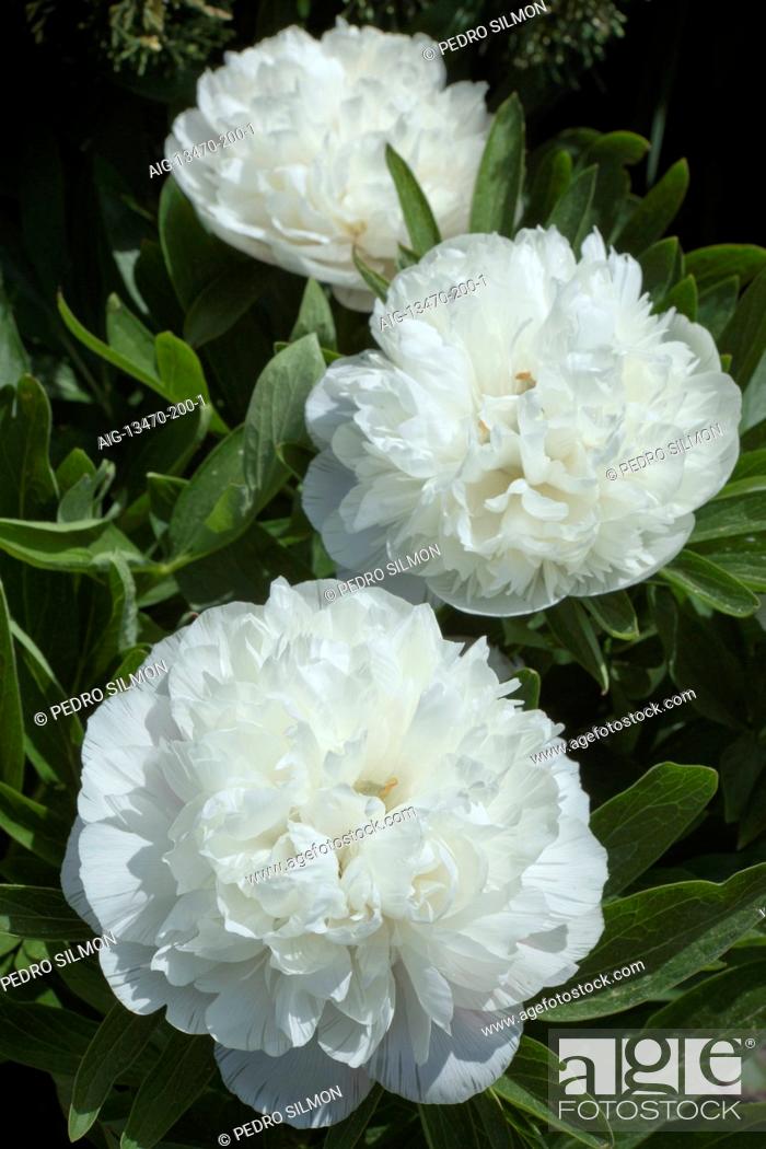 Imagen: White, Paeonia officinalis 'Alba Plena', Peony, photographed in May at Wickham Place Farm, Witham, Essex, UK.
