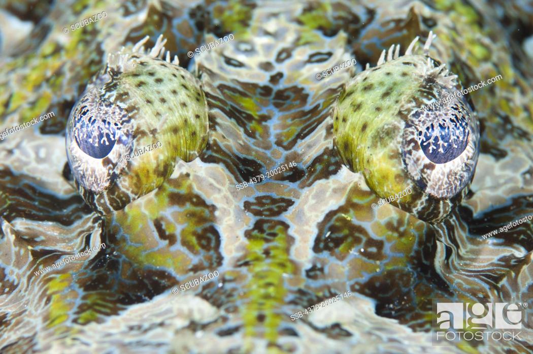 Stock Photo: Head-on close-up of the eyes of a Crocodilefish, Cymbacephalus beauforti, Taliabu Island, Sula Islands, Indonesia.