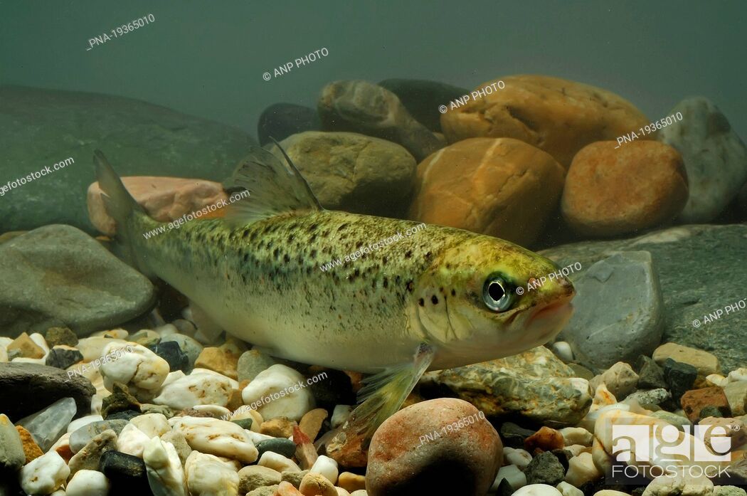 Stock Photo: Atlantic Salmon Salmo salar - Geldrop, Campine, North Brabant, The Netherlands, Holland, Europe.
