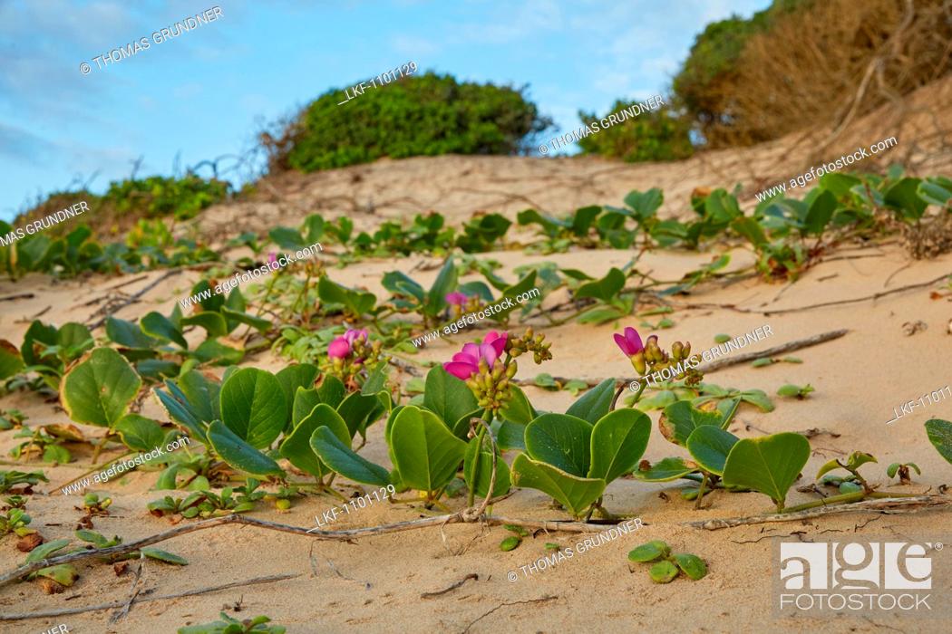 Stock Photo: Dunes and vegetation at the Indian Ocean in iSimangaliso-Wetland Park, South Africa, Africa.