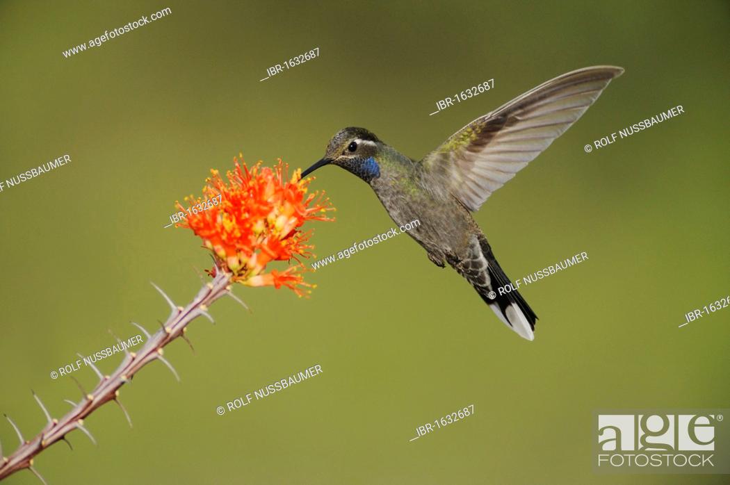 Stock Photo: Blue-throated Hummingbird (Lampornis clemenciae), male feeding on blooming Ocotillo (Fouquieria splendens), Chisos Basin, Chisos Mountains.