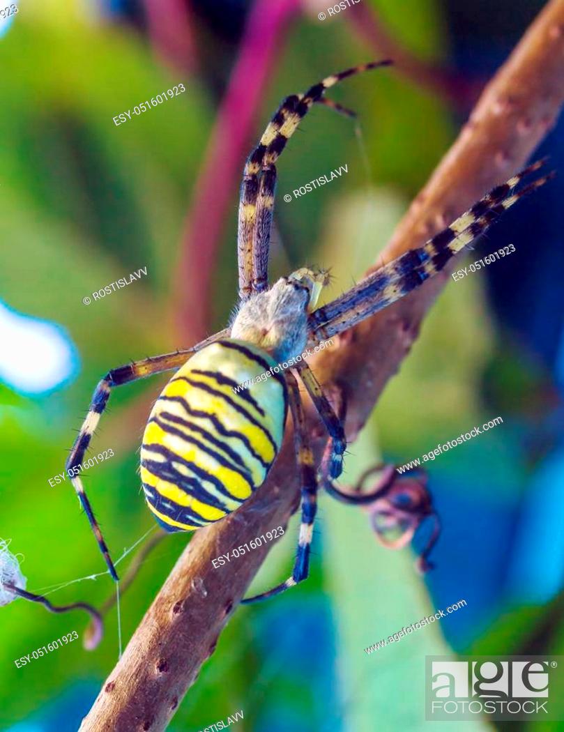 The Yellow Striped Venomous Wasp Spider Argiope Bruennichi In