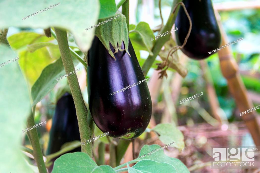 Stock Photo: flowers and fruits of violet aubergines in the organic garden plant.