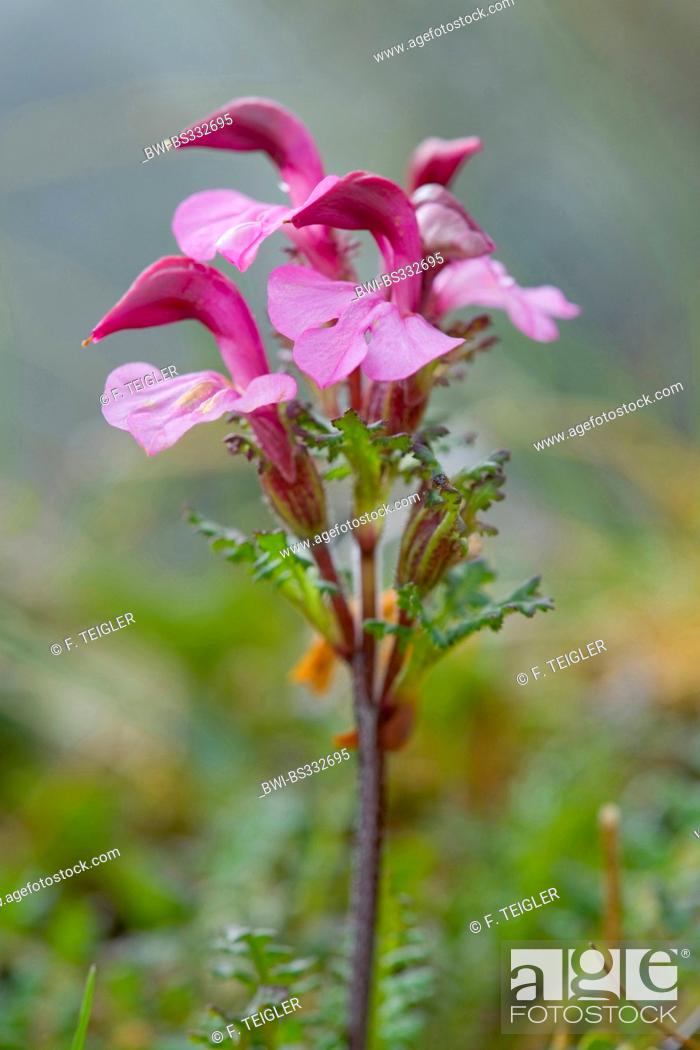 Stock Photo: Kerner's Lousewort (Pedicularis kerneri), blooming, Switzerland.