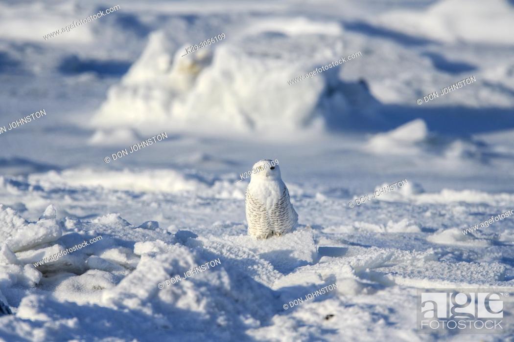 Stock Photo: Snowy owl (Bubo scandiacus) hunting along shore of Hudson Bay, Wapusk NP, Cape Churchill, Manitoba, Canada.