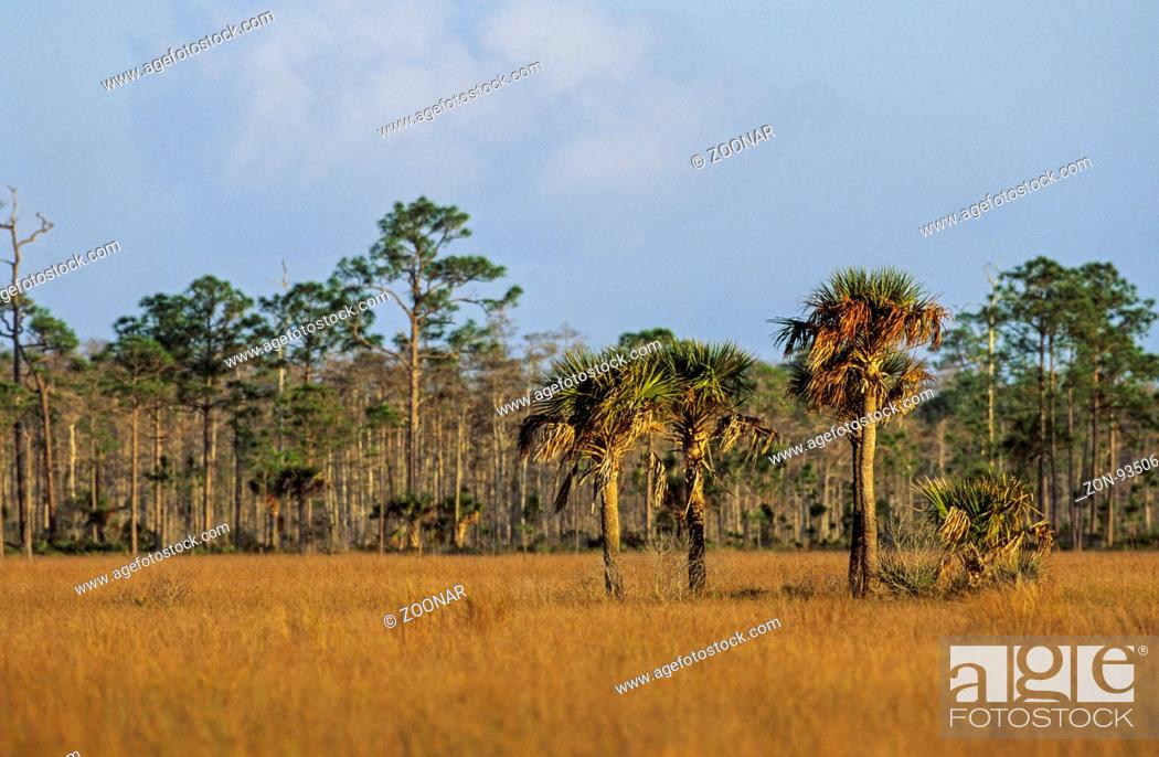 Stock Photo: Palmettopalmen in den Everglades / Palmettos in the Everglades / H.P.Wiliams Roadside Park - Florida.