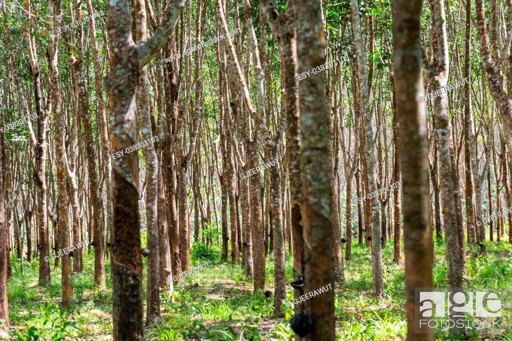 Waterig Abnormaal Versterker Rubber trees in the row for rubber tree farm in Thailand, Stock Photo,  Picture And Low Budget Royalty Free Image. Pic. ESY-038301103 | agefotostock