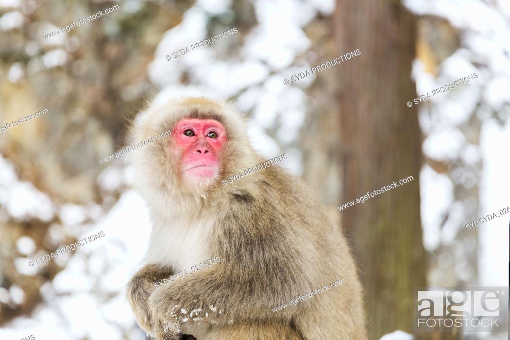 Stock Photo: japanese macaque or snow monkey at jigokudan park.