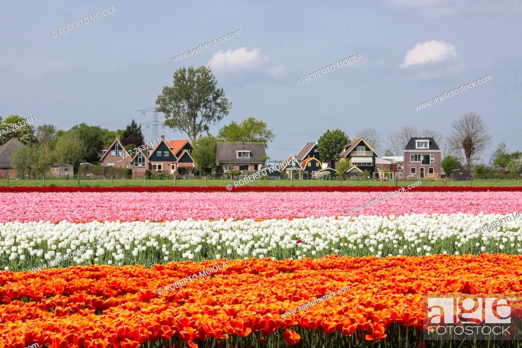 Stock Photo: Multicolored tulip fields frame the village in spring Berkmeer Koggenland North Holland Netherlands Europe.