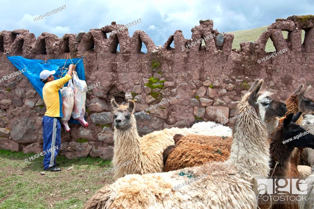 Imagen: Peru, Cuzco province, Inca Sacred Valley, San Ilario, cattle market, lamas.