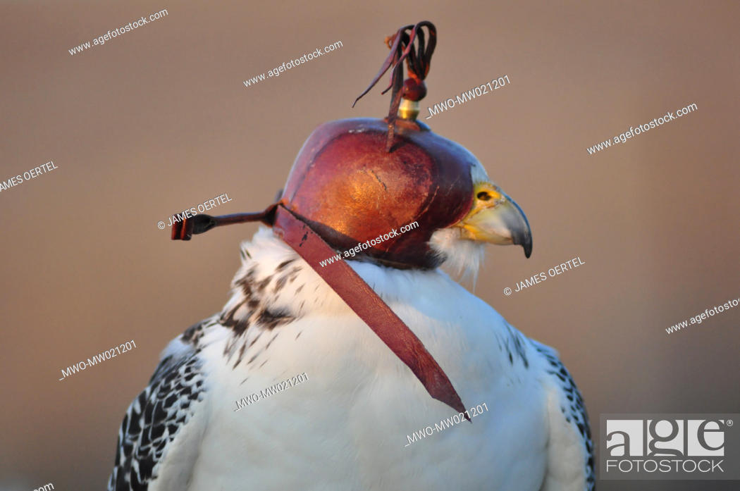 Photo de stock: A falcon ready for hunting Once the hood is removed the bird will fly up to a height of 1000 feet and wait for its prey When the moment comes it will power dive.