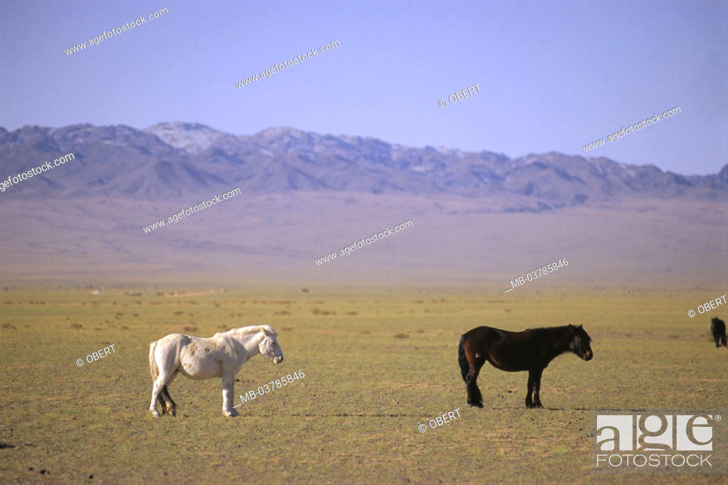 Central Asia, desert Gobi, steppe, Horses Mongolia, Asia, wild horses,  Mongolian horses, animals, Stock Photo, Picture And Rights Managed Image.  Pic. MB-03785846 | agefotostock