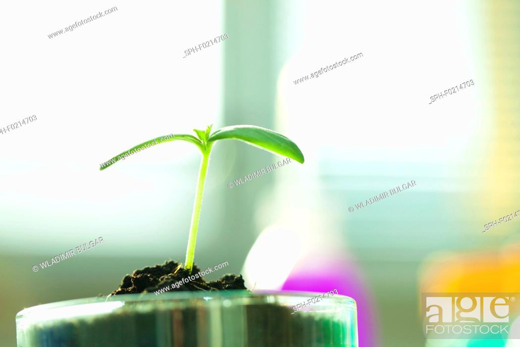 Stock Photo: Plant research, conceptual image.