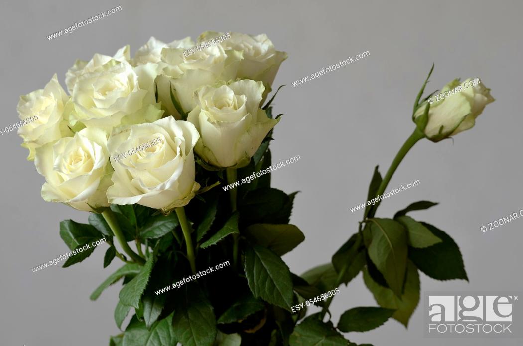 Stock Photo: bouquet of roses and a rose unblown separately.