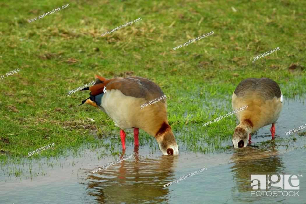 Stock Photo: Egyptian goose (Alopochen aegyptiacus), pair grazing, Germany.