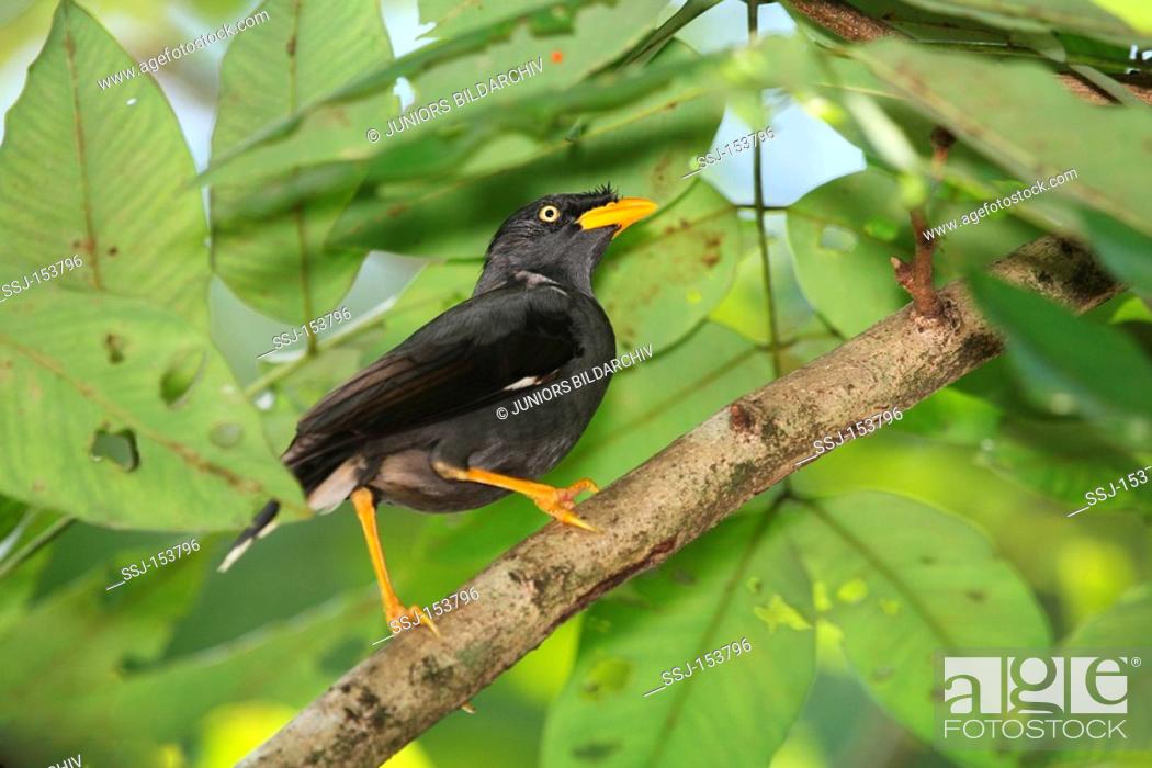 Stock Photo: Pale-bellied Myna on branch / Acridotheres cinereus.