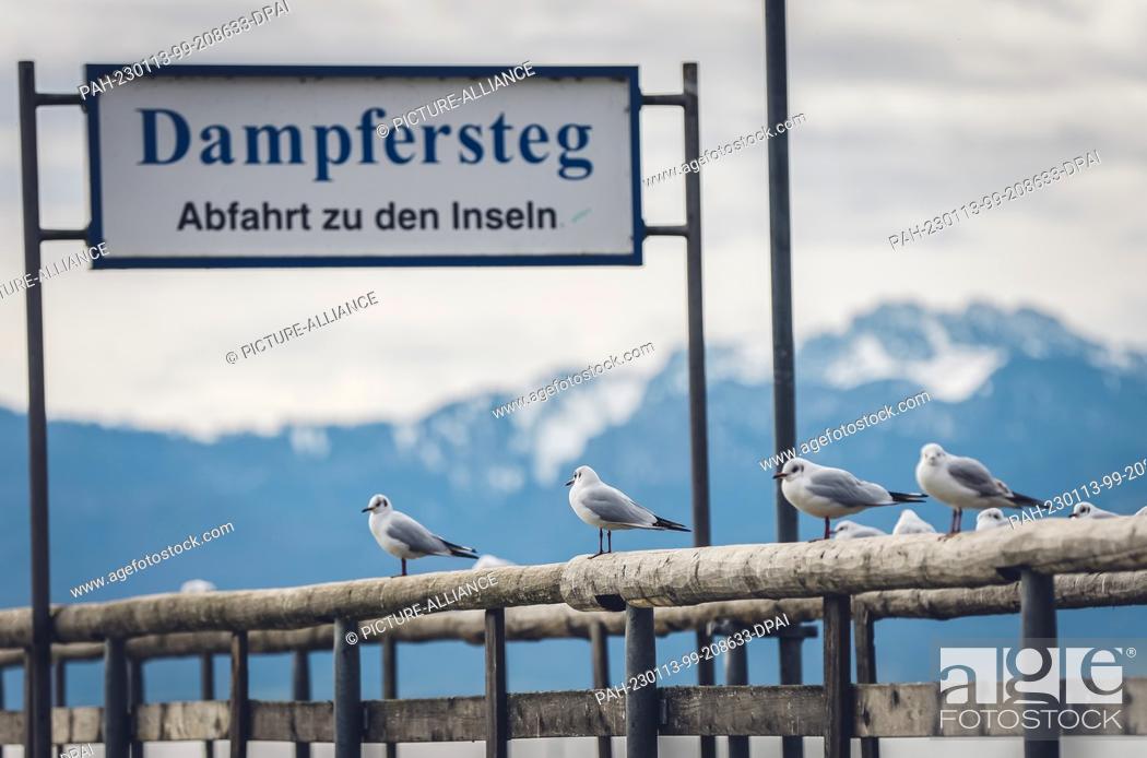 Stock Photo: 13 January 2023, Bavaria, Seebruck: Seagulls sit on the railing of a shipping pier in Lake Chiemsee in spring-like temperatures against the almost snow-free.