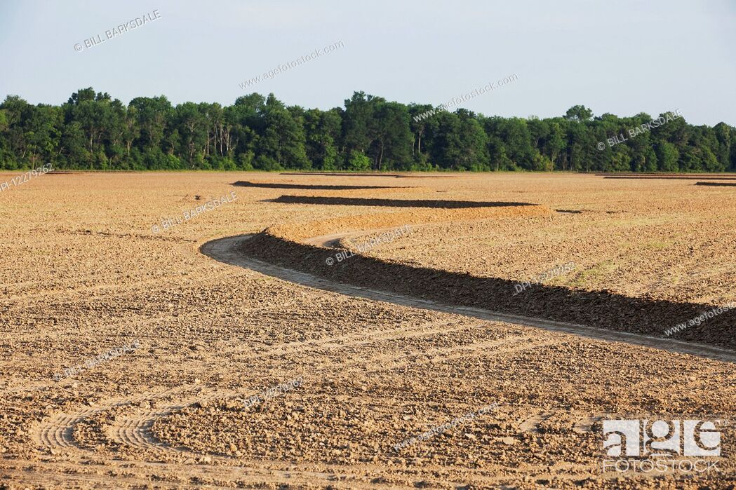 Stock Photo: Rice field that has just been planted; England, Arkansas, United States of America.