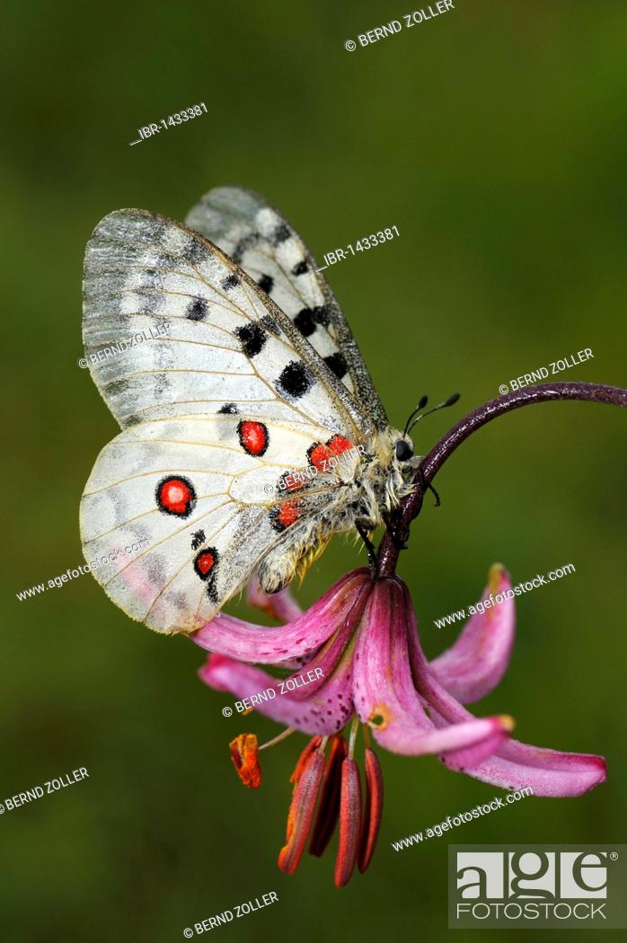 Stock Photo: Mountain Apollo butterfly (Parnassius apollo), resting on a Martagon or Turk's cap lily (Gymnadenia conopsea), Biosphaerengebiet Schwaebische Alb biosphere.