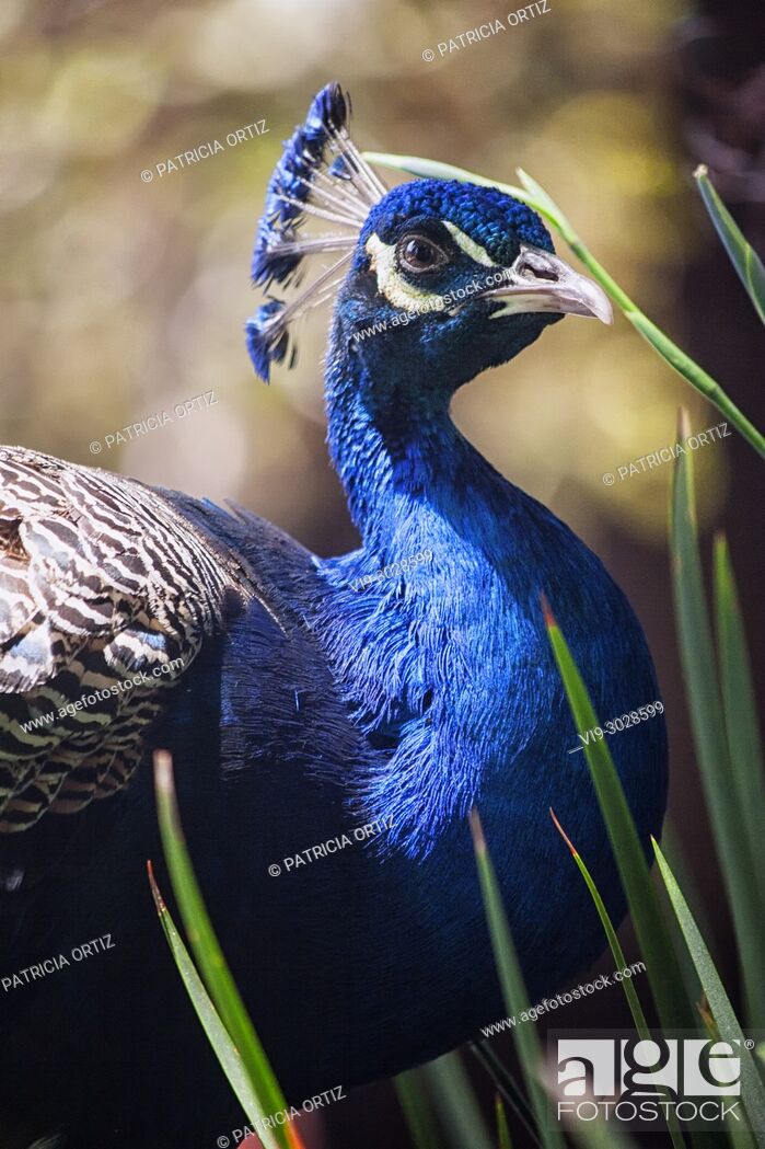 Stock Photo: Peacock.