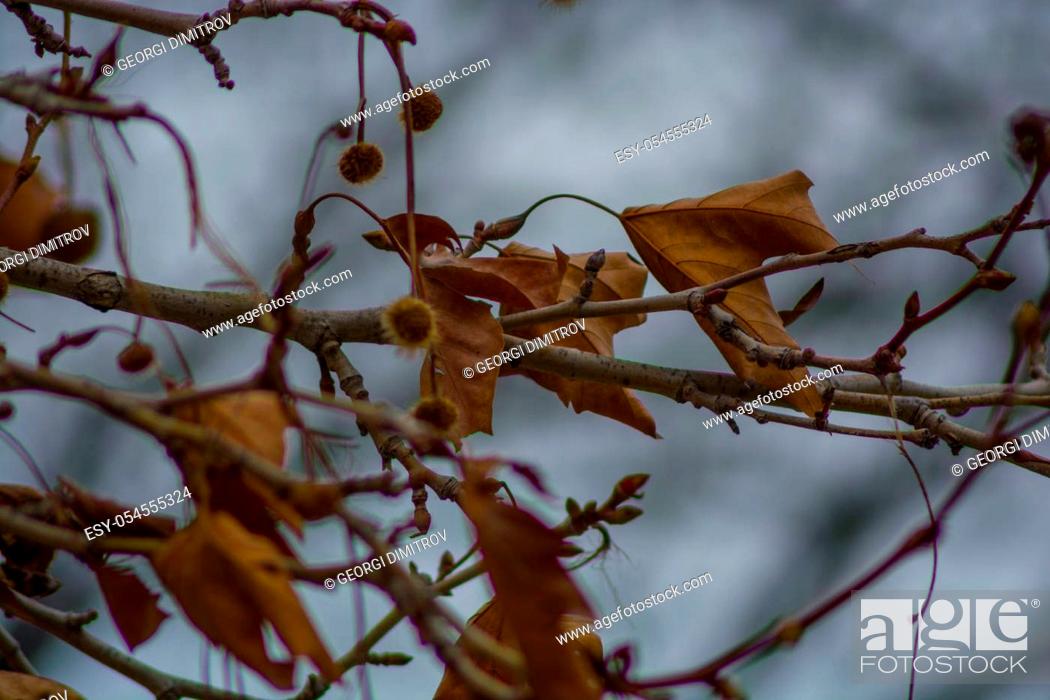 Stock Photo: Several withered leaves on a branch in the moody autumn.