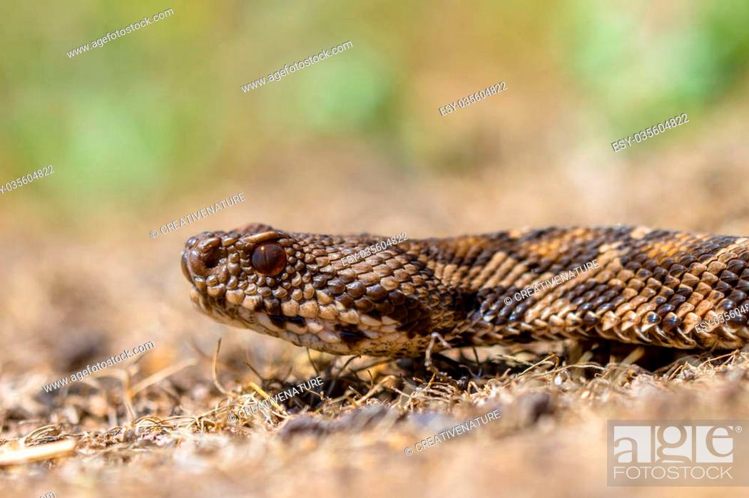 Stock Photo: Head of the rock viper, coastal viper or Ottoman viper (Vipera xanthina).